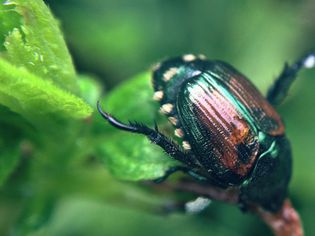 Japanese beetle climbing on a leaf.