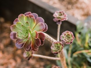 closeup of aeonium plants