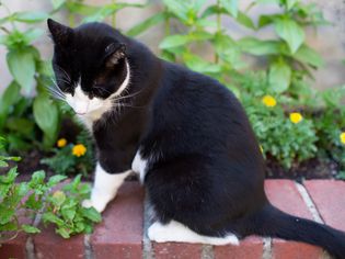 cat in front of a garden bed