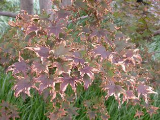 Leaf scorch on Japanese Maple Tree