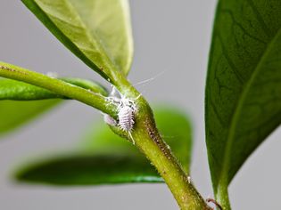 Mealybugs on Jasmine Plant