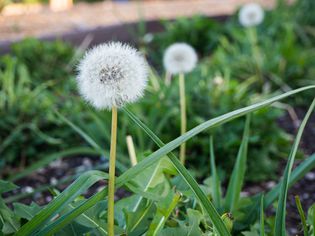 Dandelion weeds with white puffy seed heads in vegetable garden