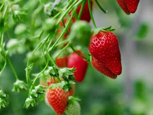 strawberries