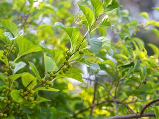 Oriental bittersweet weed vines with small green berries and light green leaves 