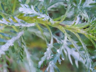 powdery mildew on plant