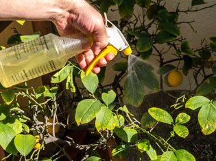 Person spraying pyrethrin pesticide onto a garden plant