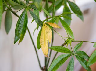 yellow leaves on a houseplant