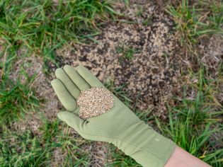 Palm of hand with lawn seed