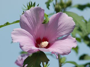 Image of pink rose of Sharon flower with deep pink throat and prominent stamen.