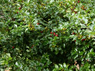 variety of holly shrub