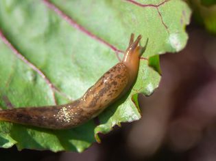 Brown and orange slug climbing on ruffled leaf closeup