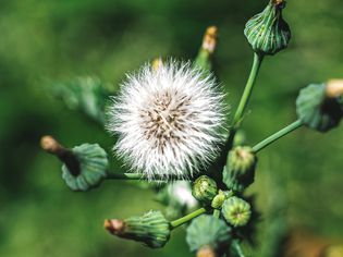 dandelion closeup