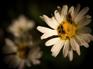 Two Earwigs on a Daisy