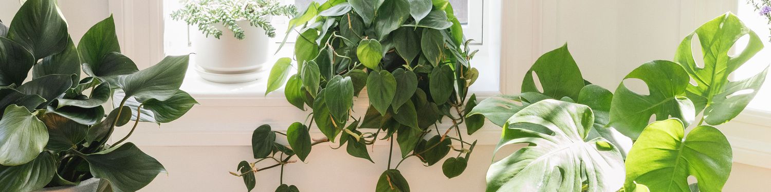 Types of Houseplants