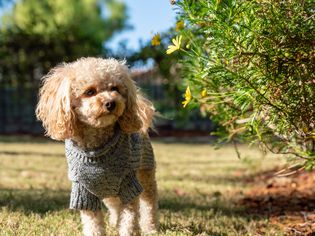 dog in a yard