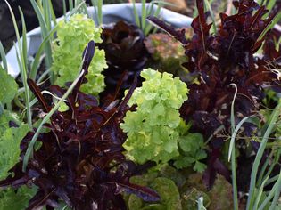 Lettuce leaves bolting between dark red vegetation 