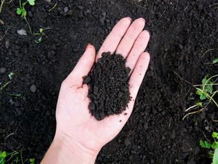 gardener with a handful of loamy soil