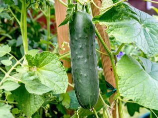 cucumber ready for harvest