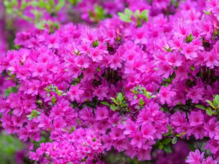 flowering azaleas