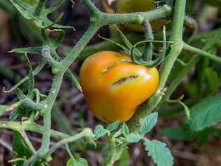 splitting tomato on the vine