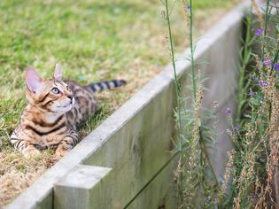 cat and wood retaining wall