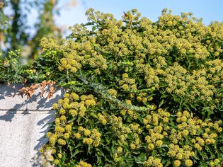 English ivy with yellow-green flower clusters covering cement wall