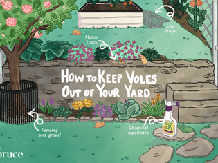 How to Keep Voles Out of Your Yard